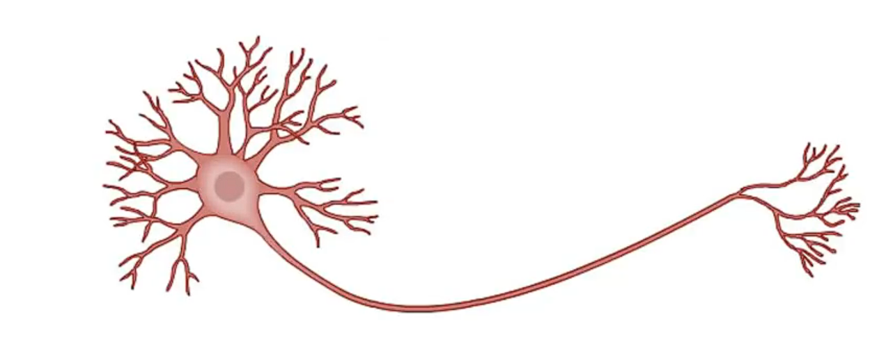 The Neuron